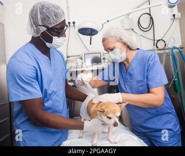 Les vétérinaires examinent un chien dans une clinique vétérinaire Banque D'Images