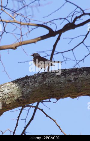 Vue à angle bas des oiseaux qui s'envolent sur l'arbre contre le ciel bleu clair Banque D'Images