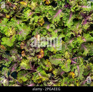 Photographie de fond de kalette fraîche, kale, plante hybride, légume Banque D'Images