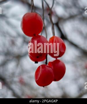 Viburnum de corail ou Viburnum opulus, branches sans feuilles, fruits rouges. Baies rouges de viburnum après l'hiver sur un fond flou. Saison de printemps. Banque D'Images