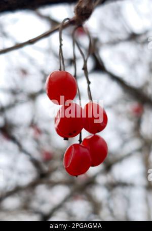 Viburnum de corail ou Viburnum opulus, branches sans feuilles, fruits rouges. Baies rouges de viburnum après l'hiver sur un fond flou. Saison de printemps. Banque D'Images