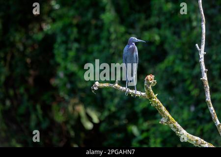 Parc national de Tortuguero, Costa Rica - un petit héron bleu adulte (Egretta caerulea). Banque D'Images