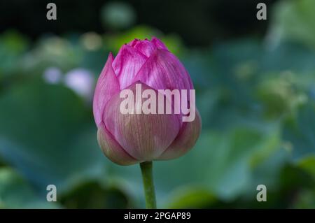 Un bourgeon rose de lotus se tenant à l'extérieur de l'étang et de feuilles vertes de fond Banque D'Images