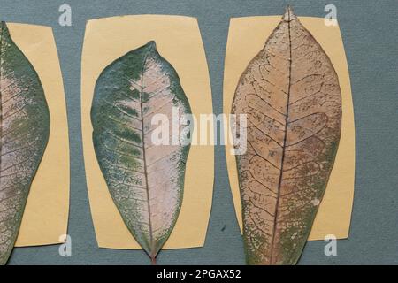 feuilles séchées décoratives sur des cartes en papier jaune et du papier vert rugueux Banque D'Images