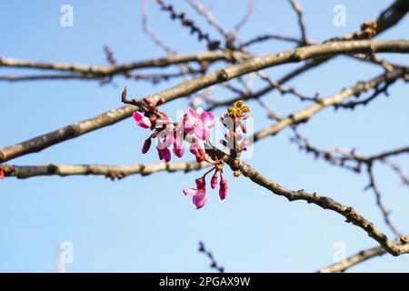 Nouveau-né , nouveau borning Sakura Fleur et les boutons de few Banque D'Images