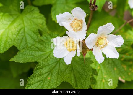 Fleurs blanches de la plante de thimbleberry (Rubus parviflorus), un arbuste à feuilles caduques qui fournit de la nourriture, du nectar et un abri pour la faune. Banque D'Images