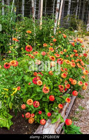 Les fleurs colorées de saumon d'Oklahoma Zinnias (Zinnia elegans) fleurissent de façon prolifique dans des tons d'orange, de saumon et de pêche dans un jardin d'intérieur. Banque D'Images