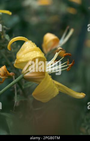 Fleur de lys avec gouttes de pluie. Fond d'écran du bureau. gouttes de pluie. lily. Gros plan d'une fleur de nénuphars avec gouttes de pluie sur les pétales. La beauté dans la nature. Flux d'été Banque D'Images