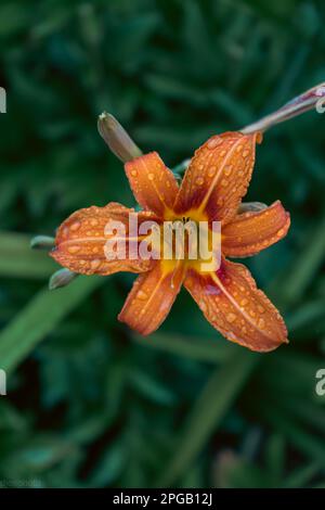 Fleur de lys avec gouttes de pluie. Fond d'écran du bureau. gouttes de pluie. lily. Gros plan d'une fleur de nénuphars avec gouttes de pluie sur les pétales. La beauté dans la nature. Flux d'été Banque D'Images