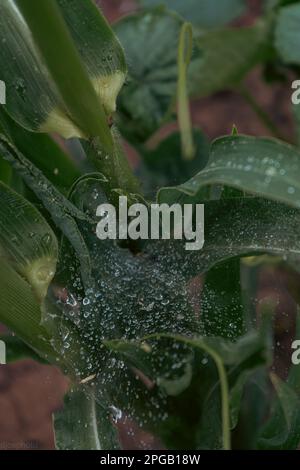 Fleur de lys avec gouttes de pluie. Fond d'écran du bureau. gouttes de pluie. lily. Gros plan d'une fleur de nénuphars avec gouttes de pluie sur les pétales. La beauté dans la nature. Flux d'été Banque D'Images