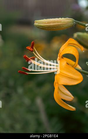 Fleur de lys avec gouttes de pluie. Fond d'écran du bureau. gouttes de pluie. lily. Gros plan d'une fleur de nénuphars avec gouttes de pluie sur les pétales. La beauté dans la nature. Flux d'été Banque D'Images