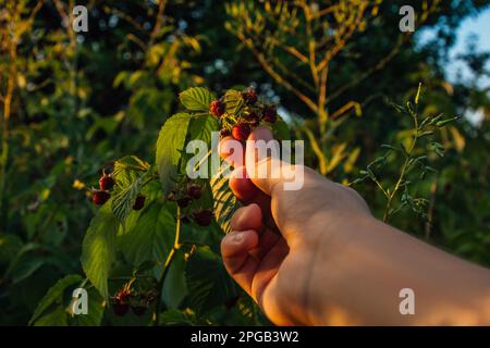 Bush plein de mûres et de framboises dans le jardin. La main mâle récolte les baies. Les agriculteurs mains avec des baies fraîchement récoltées Banque D'Images