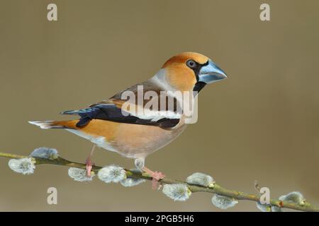 Hawfinch (Coccothrautes coccothrautes), homme, assis sur une branche de saule de chèvre (Salix caprea), printemps, Siegerland, Rhénanie-du-Nord-Westphalie, Allemagne Banque D'Images