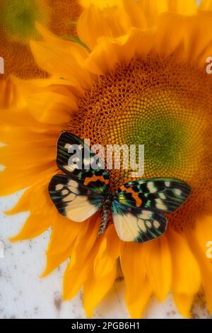 Papillon irisé sur la vie de tournesol Banque D'Images