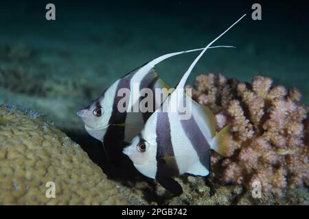 Paire de bannerfish scolaire (Heniochus diphreutes) la nuit, site de plongée de Gordon Reef, détroit de Tiran, Sinaï, Égypte, Mer Rouge Banque D'Images