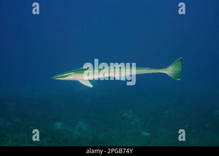 remora commune flottante (Remora remora), site de plongée du récif Marsa Shona, Égypte, Mer Rouge Banque D'Images