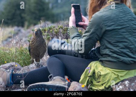 Une femme prend des photos alors qu'un kea (Nestor notabilis) l'approche de près dans le parc national d'Arthur's Pass, dans l'île du Sud de la Nouvelle-Zélande. Banque D'Images