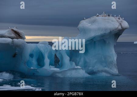 Iceberg bleu avec structures de glace, kittiwardes (Rissa tridactyla) au-dessus, détroit d'Hinlopen, Spitsbergen, Svalbard Banque D'Images