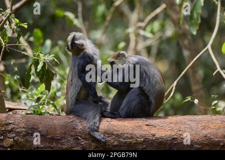 Singes diademed (Cercopithecus mitis stuhlmanni), toilettage de deux animaux sur un tronc d'arbre, Parc national d'Arusha, Tanzanie, Afrique de l'est Banque D'Images