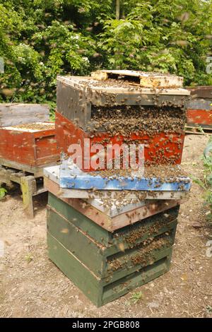 Apiculture professionnelle, Western Honey Bee (API mellifera) ruches ouvertes à l'examen, Shropshire, Angleterre, Royaume-Uni Banque D'Images