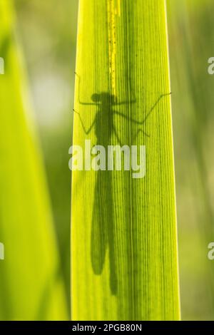 Agrion splendens, bandes demoiselles (Calopteryx splendens), autres animaux, insectes, libellules, animaux, Bande demoiselle adulte, Silhouette derrière Banque D'Images