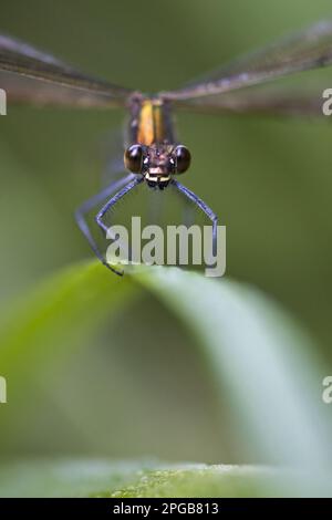 Agrion virgo, belles demoiselles (Calopteryx virgo), autres animaux, insectes, libellules, animaux, Belle Demoiselle adulte, reposant sur la Belgique Banque D'Images