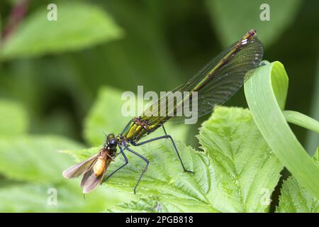 Agrion virgo, belles demoiselles (Calopteryx virgo), autres animaux, insectes, libellules, animaux, Belle Demoiselle adulte femme, se nourrissant Banque D'Images