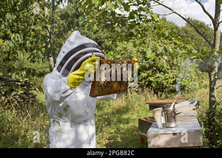 Apiculture, apiculteur inspectant les travailleurs de Western Honey Bee (APIS mellifera), sur le cadre de la ruche, avec fumeur en arrière-plan, Suffolk, Angleterre, United Banque D'Images