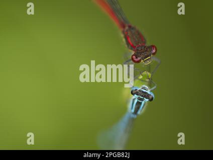 Azur Damselfly (Coenagrion puella) et grand azur Damselfly (Pyrrhhosoma nymphula) deux adultes, reposant sur la feuille, Sheffield, Yorkshire du Sud, Angleterre Banque D'Images