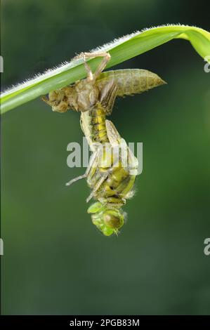 Chaser à corps large (Libellula depressa), femelle adulte, émergeant d'exuvia, reposant sur une feuille de drapeau jaune (Iris pseudacorus) au bord du jardin Banque D'Images