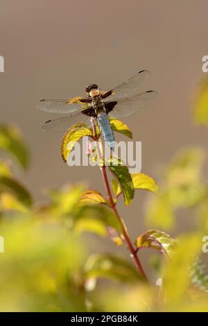 Chaser à corps large (Libellula depressa), homme adulte reposant sur la menthe (Mentha aquatica), Oxfordshire, Angleterre, Royaume-Uni Banque D'Images