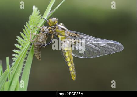 Chaser à corps large (Libellula depressa), femelle adulte, fraîchement sorti de l'exuvia, reposant sur l'herbe au bord d'un étang de jardin, Bentley, Suffolk Banque D'Images