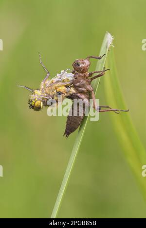 Quatre-tacheed Chaser (Libellula quadrimaculata) adulte, émergent d'exuvia, Leicestershire, Angleterre, Royaume-Uni Banque D'Images