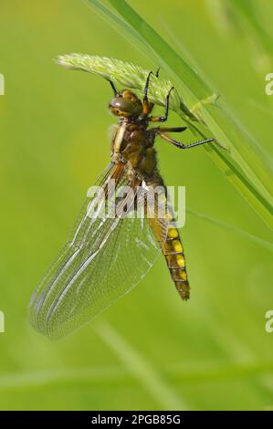 Caser adulte à larges pattes (Libellula depressa), nouveau général, ailes séchant, reposant sur l'herbe, Oxfordshire, Angleterre, United Banque D'Images