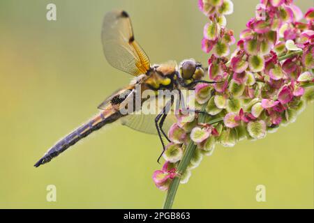 Chaser à quatre points (Libellula quadrimaculata) adulte, reposant sur la tête de fleurs, Leicestershire, Angleterre, Royaume-Uni Banque D'Images