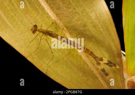 Emerald damselfly (Lestes parraina) nymphe accroché à l'herbe à poux sous l'eau, Thursley Common National nature Reserve, Surrey, Angleterre, juin (photographié Banque D'Images