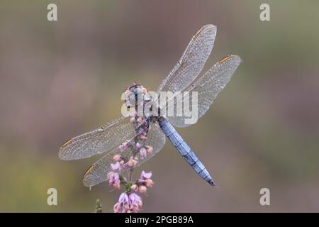 Orthetrum coerculescens, petite flèche bleue, petites flèches bleues, autres animaux, insectes, Libellules, animaux, écumoire (Orthetrum coerulescens) Banque D'Images