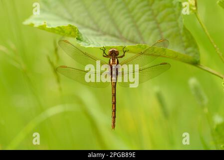 Orthetrum coerculescens, petite flèche bleue, petites flèches bleues, autres animaux, insectes, Libellules, animaux, écumoire (Orthetrum coerulescens) Banque D'Images