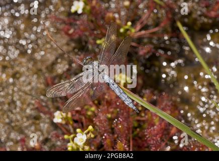 Orthetrum coerculescens, petite flèche bleue, petites flèches bleues, autres animaux, insectes, Libellules, animaux, écumoire (Orthetrum coerulescens) Banque D'Images