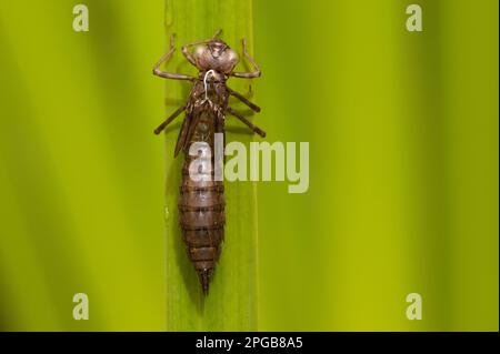 Les motards du Sud (Aeshna cyanoa), autres animaux, insectes, libellules, animaux, Southern Hawker exuvia, peau nymphale à feuille, Norfolk, Angleterre Banque D'Images