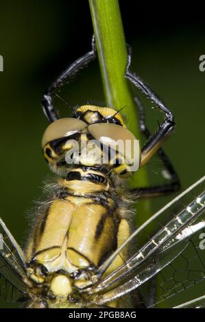 Skimmer à queue noire (Orthetrum canculatum), femelle adulte, gros plan de la tête et du thorax reposant sur une bûche, réserve naturelle Priory Water, Leicestershire Banque D'Images