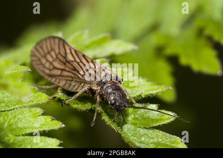 Alderfly (Sialis lutaria), mouche d'eau commune, mouche de boue, mouches de boue, autres animaux, Insectes, animaux, Alderfly adulte, repos sur Crossness nature Banque D'Images