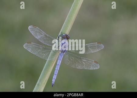 Orthetrum coerculescens, petite flèche bleue, petites flèches bleues, autres animaux, insectes, Libellules, animaux, écumoire (Orthetrum coerulescens) Banque D'Images