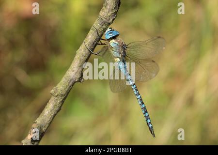 Belliciste aux yeux bleus, damselfly de mosaïque du Sud, autres animaux, insectes, libellules, Animaux, Southern migrant Hawker (Aeshna affinis), homme adulte Banque D'Images