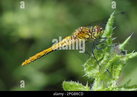 Ruddy ruddy darter (Sympetrum sanguineum), femelle adulte reposant sur des thistles, Elmley Marshes N. N. R. Isle of Sheppey, Kent, Angleterre, Royaume-Uni Banque D'Images