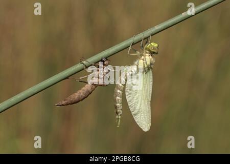 Aigres du Sud (Aeshna cyanoa), libellules en mosaïque bleu-vert, autres animaux, insectes, libellules, Animaux, Southern Hawker adulte, récemment apparu Banque D'Images