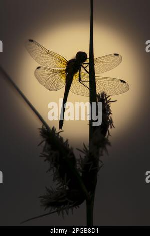 Dard commun (Sympetrum striolatum) adulte, clinigeant à Sea Club-Rush (Bolboschoenus maritimus), silhouetté au lever du soleil, Elmley Marshes N. N. R. Banque D'Images