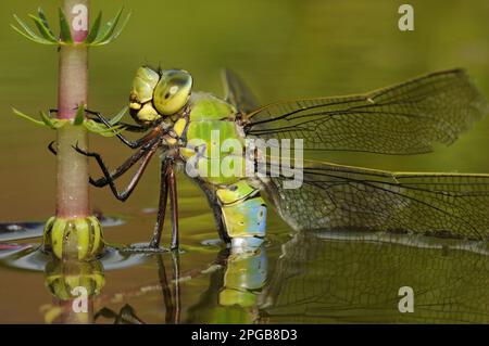 Libellule empereur (Anax imperator), femelle adulte, pontant des œufs dans la végétation aquatique submergée, Oxfordshire, Angleterre, Grande-Bretagne Banque D'Images