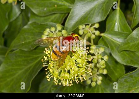 Hornet immer l'aéroglisseur (Volucella zonaria), Hornet immer Hoverfly adulte, se nourrissant sur des fleurs de lierre, Norfolk, Angleterre, Royaume-Uni Banque D'Images