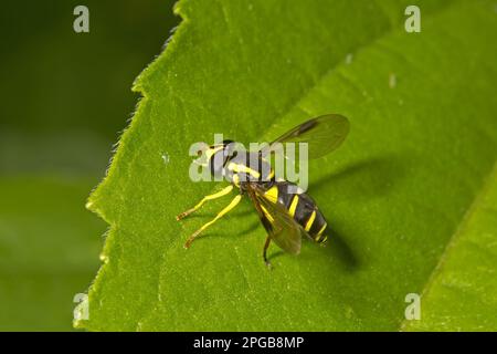 Mouche à tête jaune tardive (Syrphidae) (Xanthogramma pedissequum), mouche à tête jaune tardive, autres animaux, insectes, animaux, Hoverfly adulte Banque D'Images